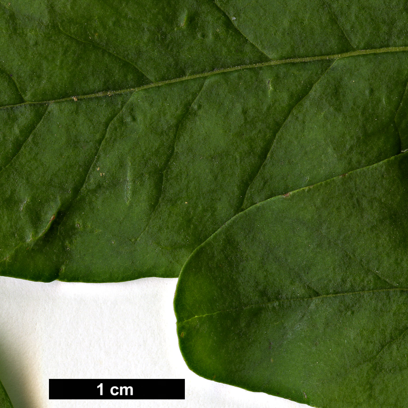 High resolution image: Family: Oleaceae - Genus: Ligustrum - Taxon: obtusifolium - SpeciesSub: subsp. suave